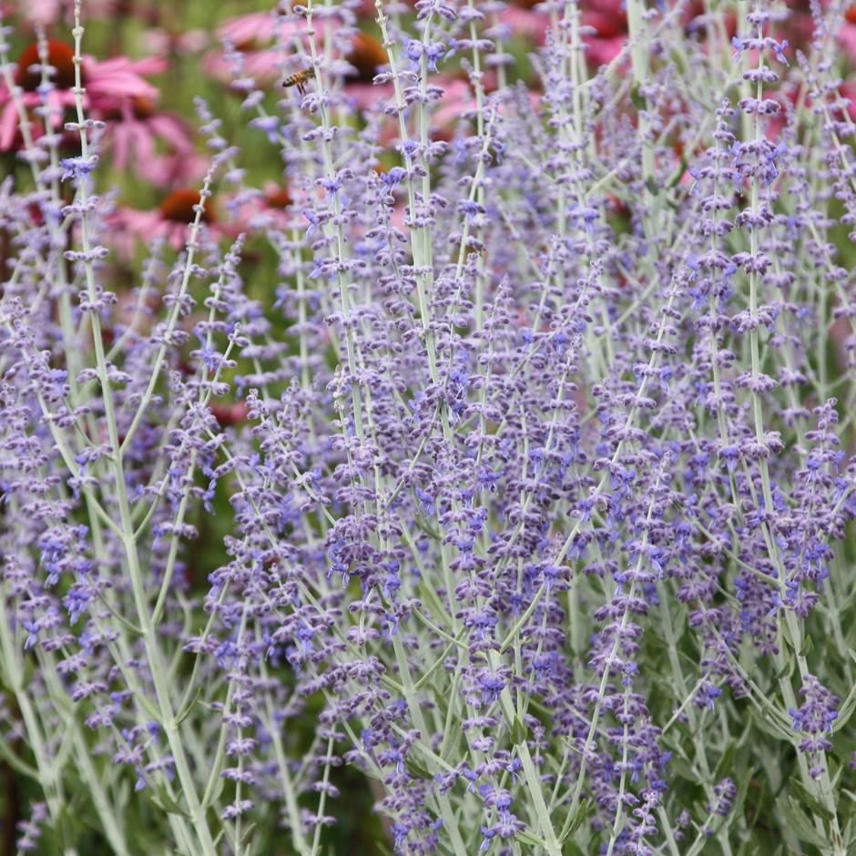 Перовскія 'Блу Спайр' 3-річна, Perovskia atriplicifolia 'Blue Spire' - Зображення 4