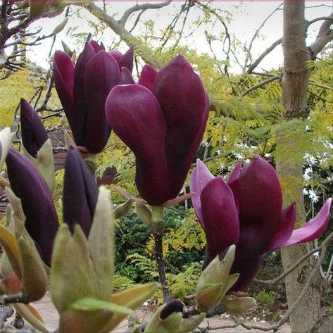 Магнолія лілієцвітна Нігра Magnolia liliiflora ‘Nigra’ 2-річна - Зображення 2