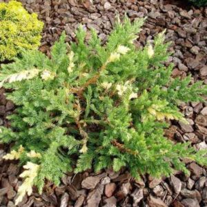 Ялівець китайський Експанса Варієгата /Juniperus chinensis Expansa Variegata 3 річний