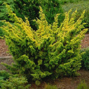 Ялівець китайський 'Плюмоза Ауреа' 3-річний (Juniperus chinensis 'Plumosa Aurea' )