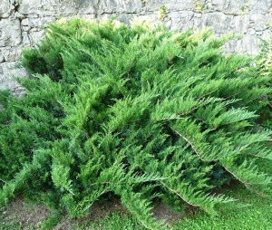 Ялівець козацький Тамарісцифолія (Tamariscifolia) 3 річний