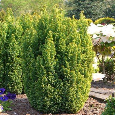 Кипарисовик лавсону Ellwoods Gold 3 — коричневий Кипарисовик Лавсона Елвуді Голд - Зображення 6