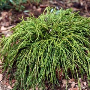 Кипарисовик горіхоплідний "Філіфера Нана" 4- річний Chamaecyparis pisifera 'Filifera Nana'