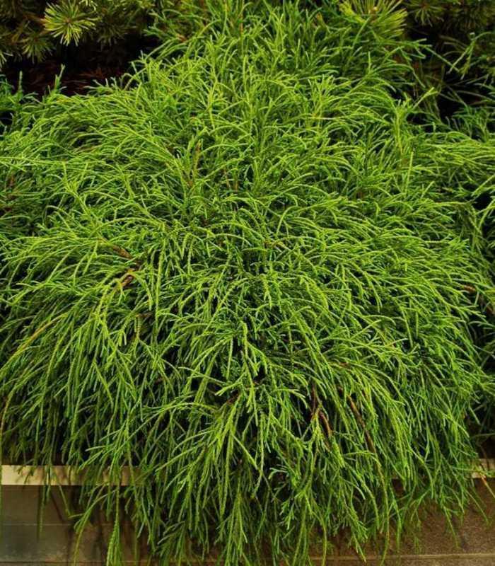 Кипарисовик горіхоплідний "Філіфера Нана" 4- річний Chamaecyparis pisifera 'Filifera Nana' - Зображення 2