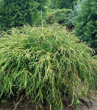 Кипарисовик горіхоплідний "Філіфера Нана" 4- річний Chamaecyparis pisifera 'Filifera Nana' - Зображення 3