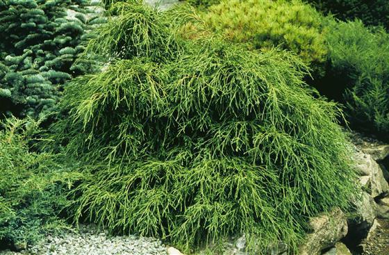Кипарисовик горіхоплідний "Філіфера Нана" 4- річний Chamaecyparis pisifera 'Filifera Nana' - Зображення 4
