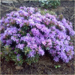 Рододендрон щільний "Buchlovice" 3 річний, Rhododendron impeditum 'Buchlovice'