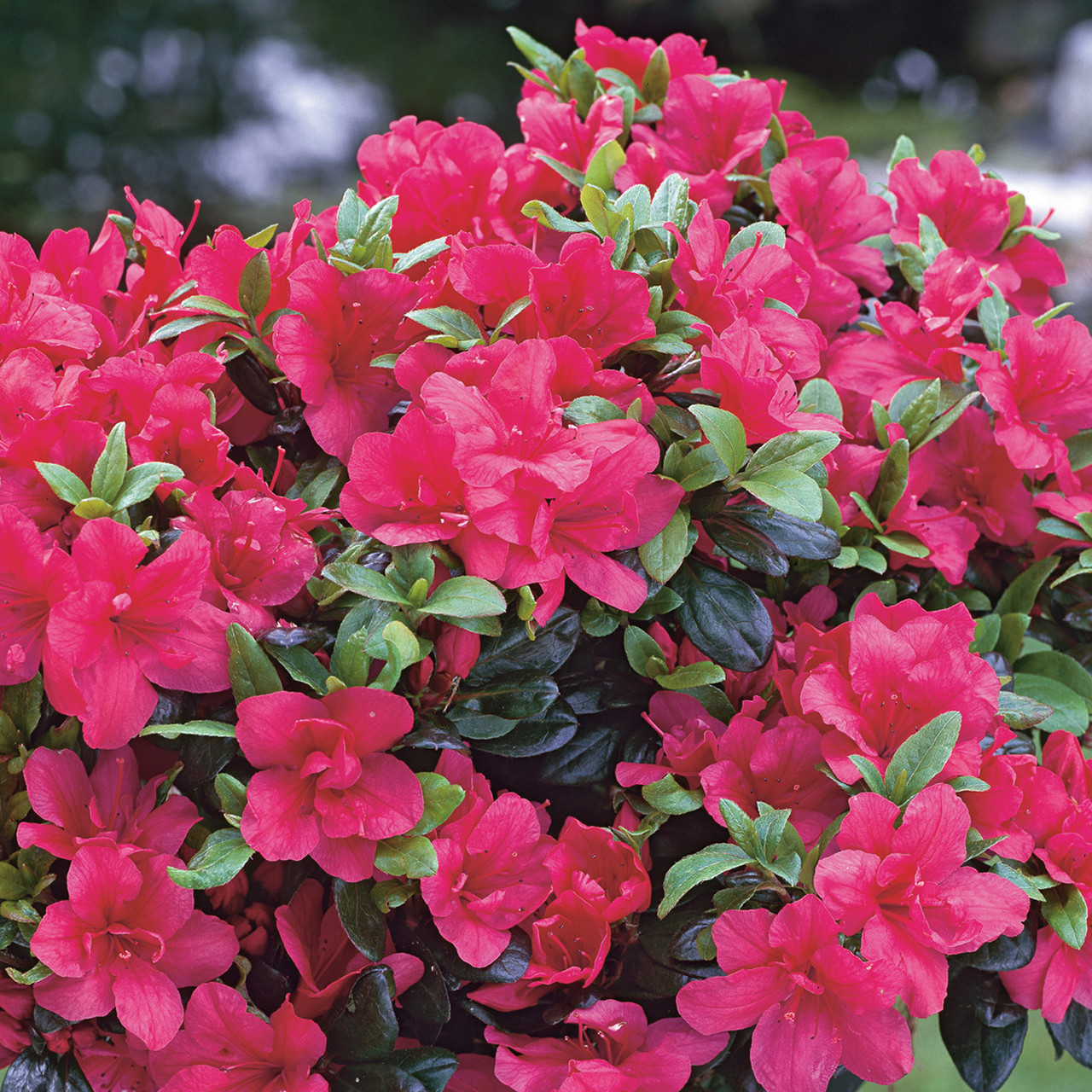 Азалія японська "Марушка", Azalea japonica 'Maruschka', 4-річна, С3 - Зображення 2
