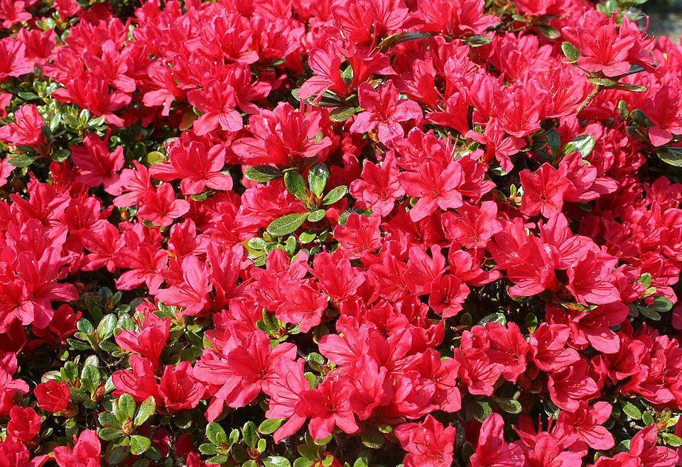 Азалія японська "Марушка", Azalea japonica 'Maruschka', 4-річна, С3 - Зображення 3