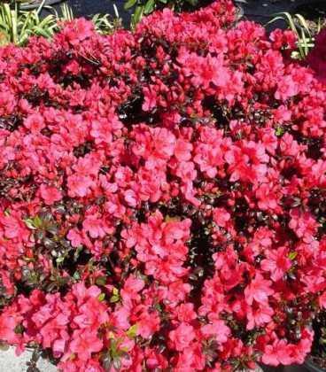 Азалія японська "Марушка", Azalea japonica 'Maruschka', 4-річна, С3 - Зображення 4