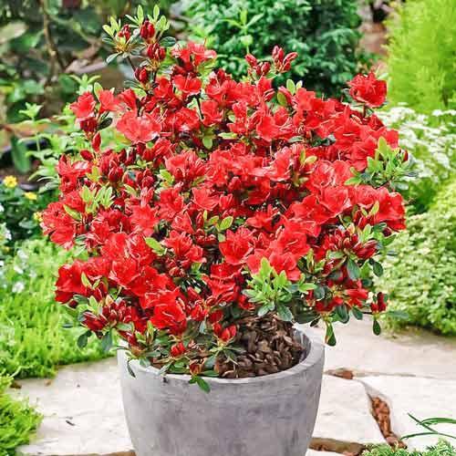 Азалія японська "Марушка", Azalea japonica 'Maruschka', 4-річна, С3 - Зображення 5