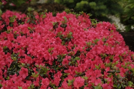 Азалія японська "Марушка", Azalea japonica 'Maruschka', 4-річна, С3 - Зображення 6