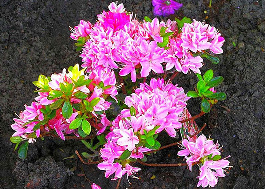 Азалія японська Кермезіна Розеа, (Kermesina Rosea) 3- річна - Зображення 2