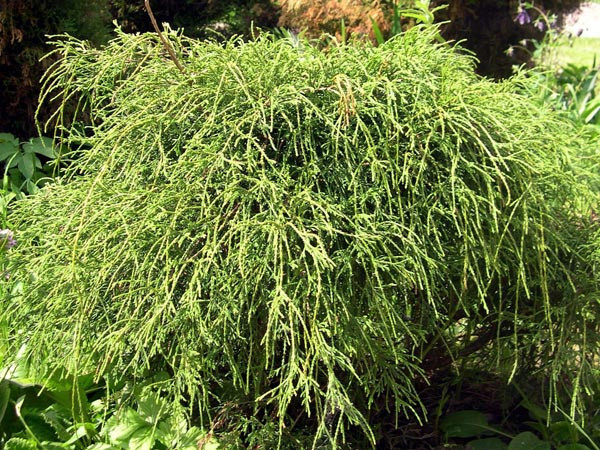 Туя західна 'Філіформіс', 'Filiformis' 4 річний - Зображення 2