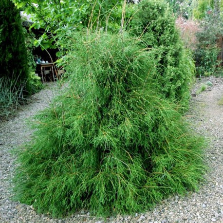 Туя західна 'Філіформіс', 'Filiformis' 4 річний - Зображення 3