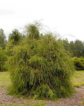 Туя західна 'Філіформіс', 'Filiformis' 4 річний - Зображення 4