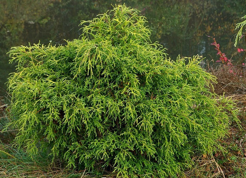 Туя західна 'Філіформіс', 'Filiformis' 4 річний - Зображення 5