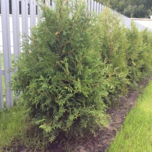 Туя західна Брабант, " Брабант " Туя западная Брабант, Thuja occidentalis 'Brabant' 3-річна
