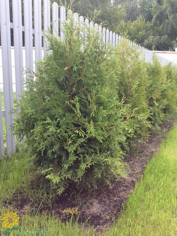 Туя західна Брабант, " Брабант " Туя западная Брабант, Thuja occidentalis 'Brabant' 3-річна