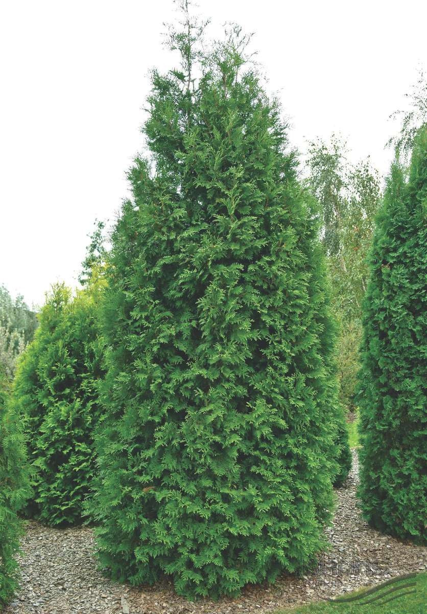 Туя західна Брабант, " Брабант " Туя западная Брабант, Thuja occidentalis 'Brabant' 3-річна - Зображення 2