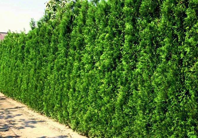 Туя західна Брабант, " Брабант " Туя западная Брабант, Thuja occidentalis 'Brabant' 3-річна - Зображення 3