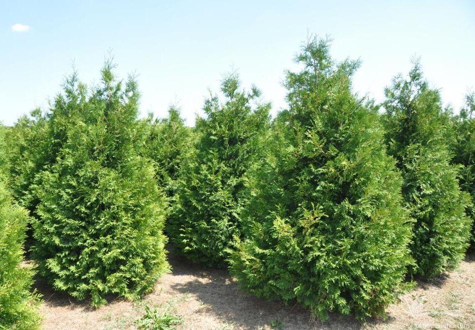 Туя західна Брабант, " Брабант " Туя западная Брабант, Thuja occidentalis 'Brabant' 3-річна - Зображення 4