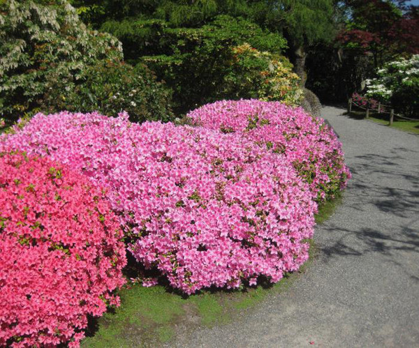 Азалія японська Кермезіна Розеа, (Kermesina Rosea) 4 річна - Зображення 3