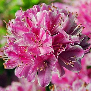 Азалія японська Кермезіна Розеа, (Kermesina Rosea) 4 річна - Зображення 4
