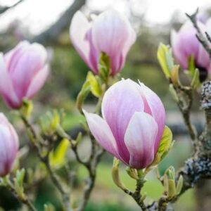 Магнолія Суланжа 2 -річна Magnolia x soulangeana
