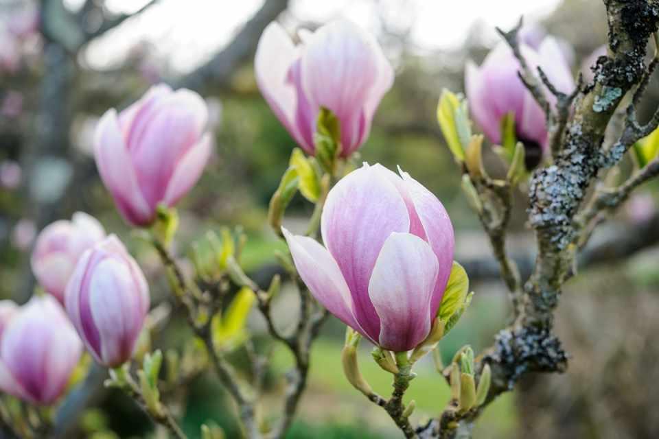 Магнолія Суланжа 2 -річна Magnolia x soulangeana