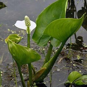 Калла болотна - Calla palustris, Білокрильник