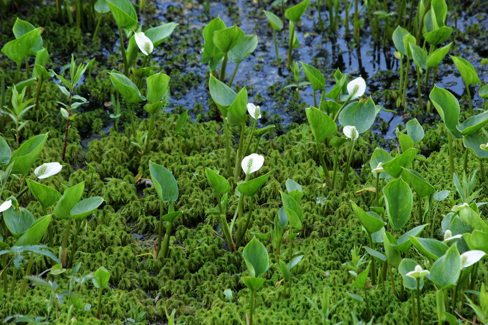 Калла болотна - Calla palustris, Білокрильник - Зображення 2