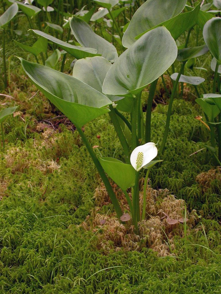 Калла болотна - Calla palustris, Білокрильник - Зображення 3