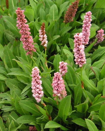 Горець (Polygonum), Прибережна рослина - Зображення 2