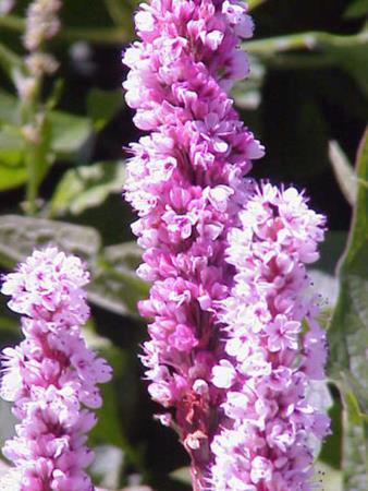 Горець (Polygonum), Прибережна рослина - Зображення 3