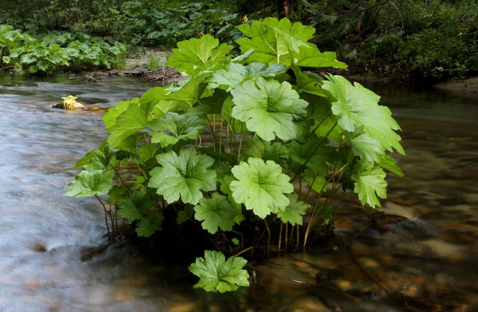 Дармера, Дармера болотна — Darmera peltata