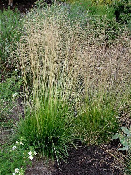 Дешампсія, щучка — (Deschampsia) - Зображення 2