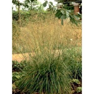Дешампсія, щучка — (Deschampsia)