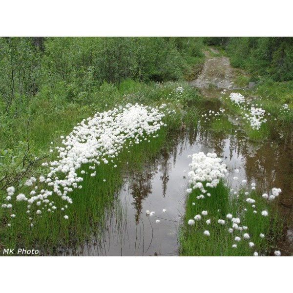 Пушиця, Пушица - Eriophorum. - Зображення 2
