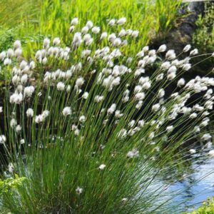 Пушиця, Пушица - Eriophorum.