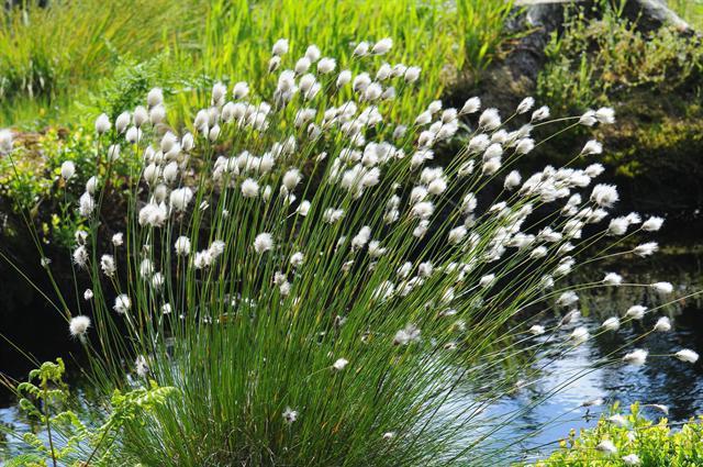 Пушиця, Пушица - Eriophorum.