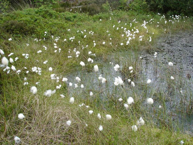Пушиця, Пушица - Eriophorum. - Зображення 3