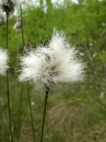 Пушиця, Пушица - Eriophorum. - Зображення 4