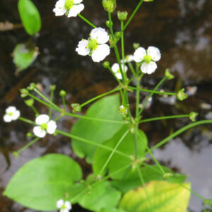Частка подорожника, водний подорожник алісма подорожника Alisma plantago - aquatica