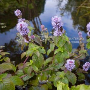 Водна м"ята, М'ята водна Mentha aquatica