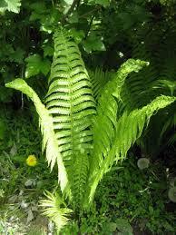 Папоротій болотний — Thelipteris palustris