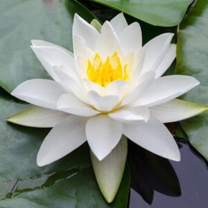Німфея біла, Nymphaea Gladstoniana нимфея Гладстониана
