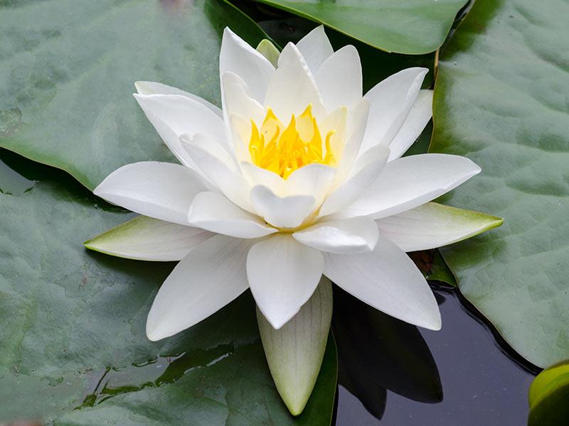Німфея біла, Nymphaea Gladstoniana нимфея Гладстониана, кущ з бутонами, АКЦІЯ!! - Зображення 2