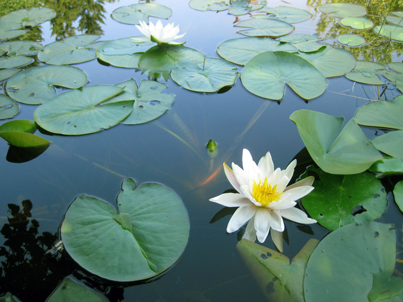 Німфея біла, Nymphaea Gladstoniana нимфея Гладстониана, кущ з бутонами, АКЦІЯ!!