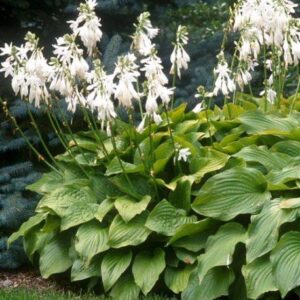Хоста гібридна "Роял Стандарт" (Hosta hybrida Royal Standard), 1 саджанець